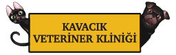 Kavacık Veteriner Kliniği